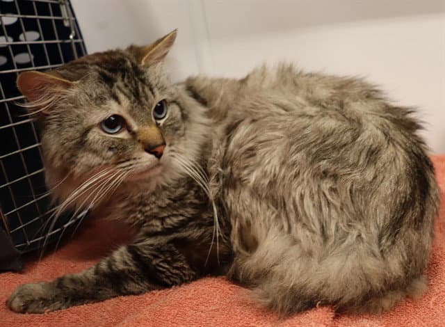 Jalapeno Asc Hidden Gew - Domestic Medium Hair
