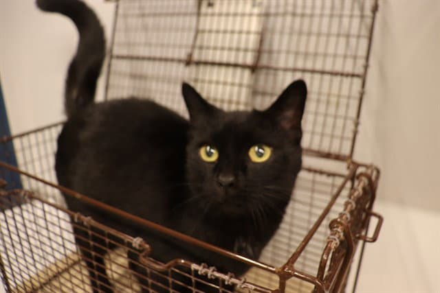 Goose Asc - Domestic Short Hair