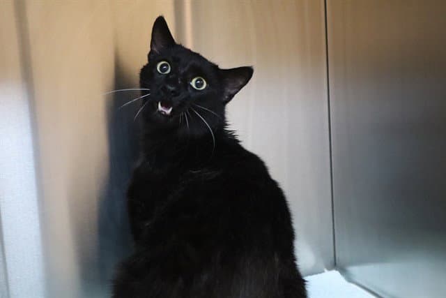 Unknown - Domestic Short Hair