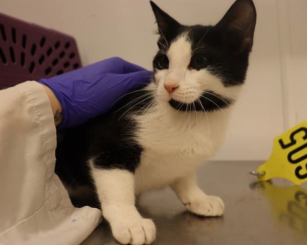 Unknown - Domestic Short Hair