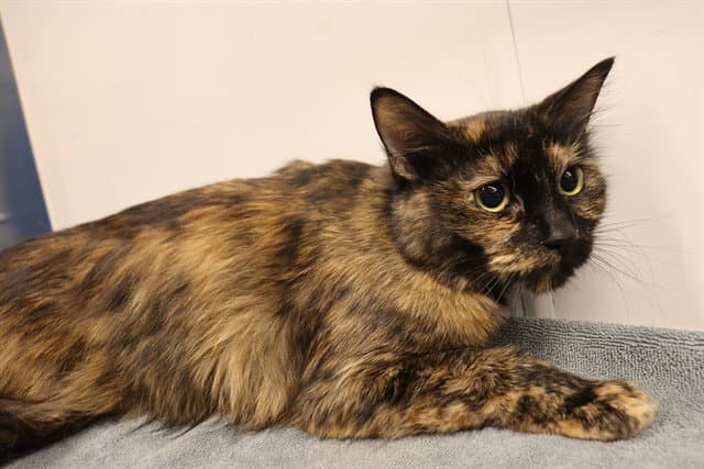 Tempe Asc - Domestic Medium Hair