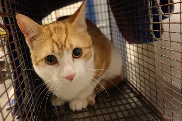 Unknown - Domestic Short Hair