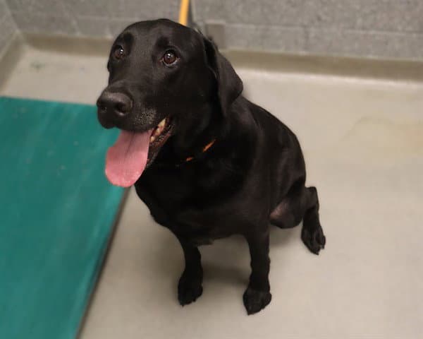 Doug - Labrador Retriever