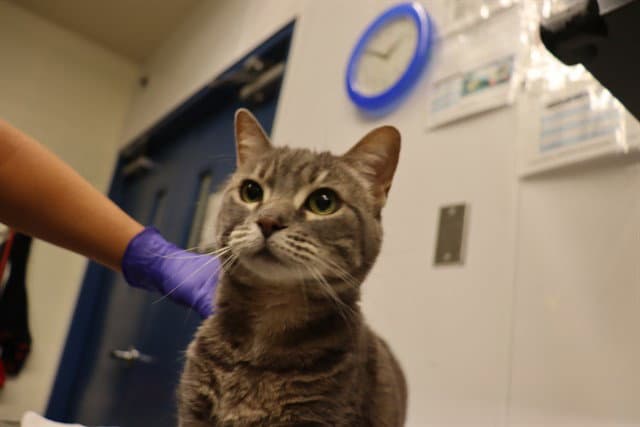 Unknown - Domestic Short Hair