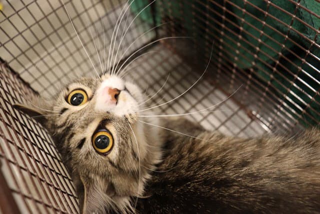 Unknown - Domestic Medium Hair