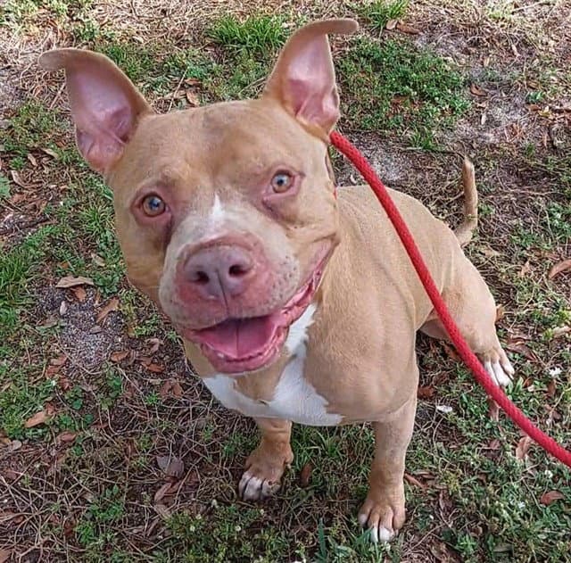 King - American Staffordshire Terrier
