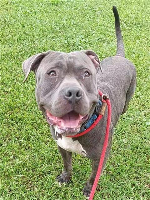 Titus - American Staffordshire Terrier