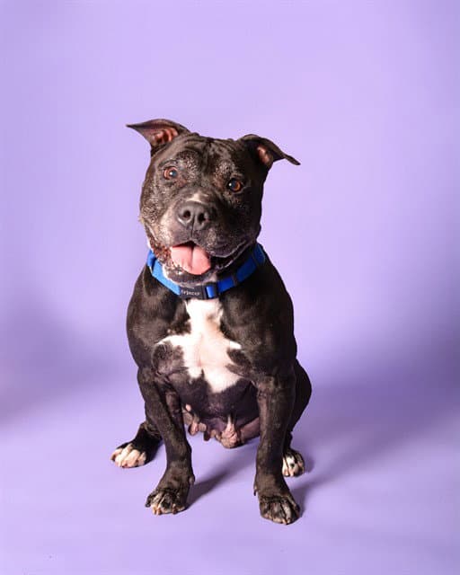 Tatum - American Staffordshire Terrier