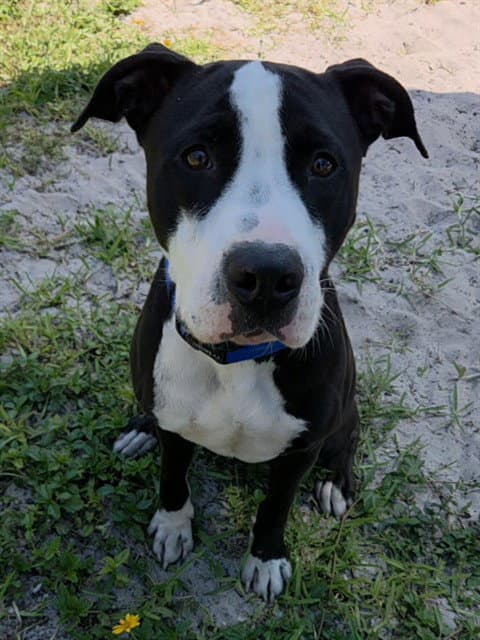 Suzuki - American Bulldog
