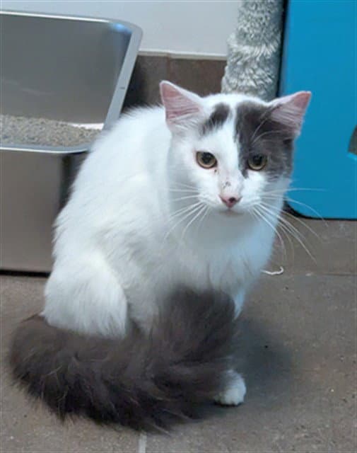 Bass - Domestic Short Hair