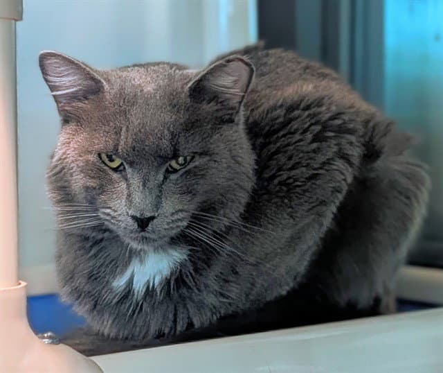 Mahi - Domestic Short Hair