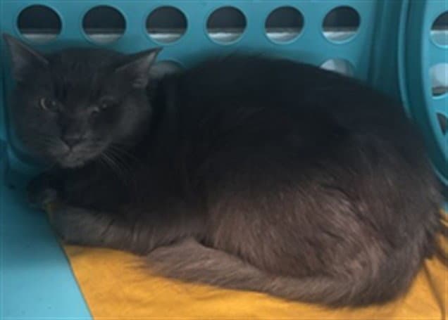 Wolfie - Domestic Short Hair