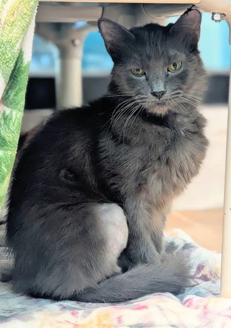 Tetra - Domestic Long Hair