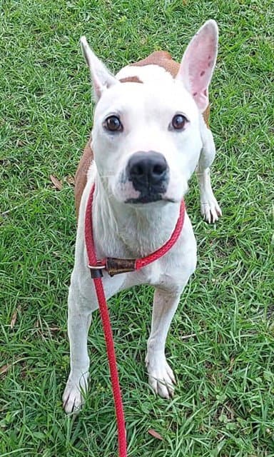 Hottie - American Staffordshire Terrier