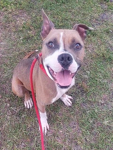 Franz Ferdinand - American Staffordshire Terrier