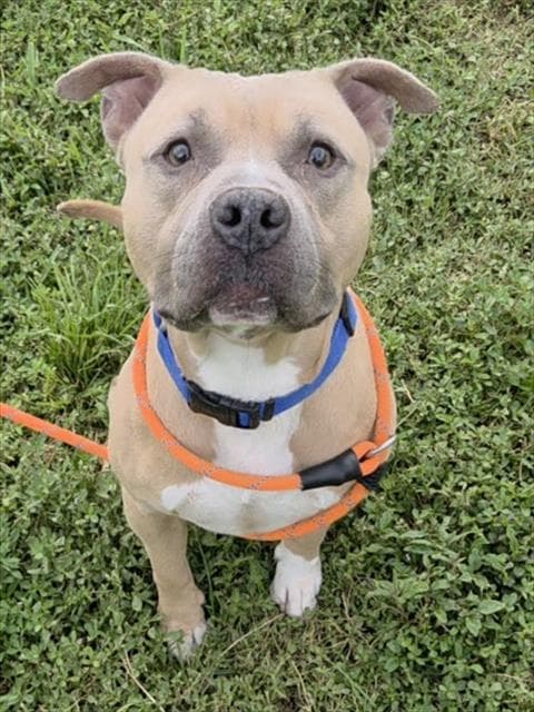Jay - American Staffordshire Terrier