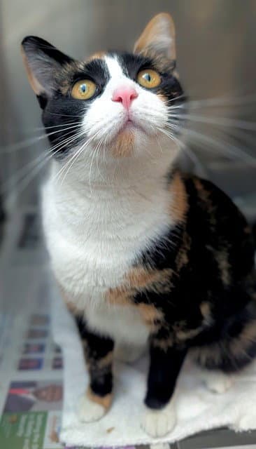 Stella - Domestic Short Hair