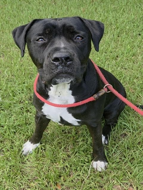 Bella B - Cane Corso Mastiff