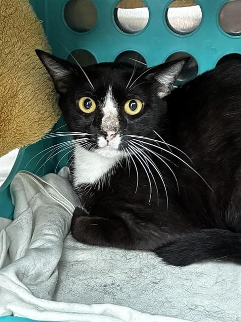 Unknown - Domestic Short Hair