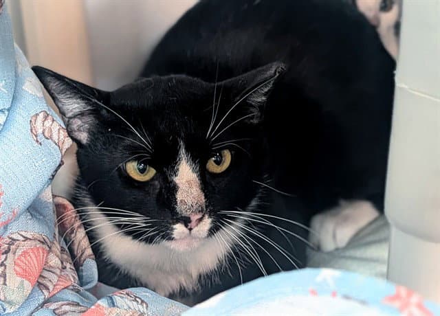 Unknown - Domestic Short Hair