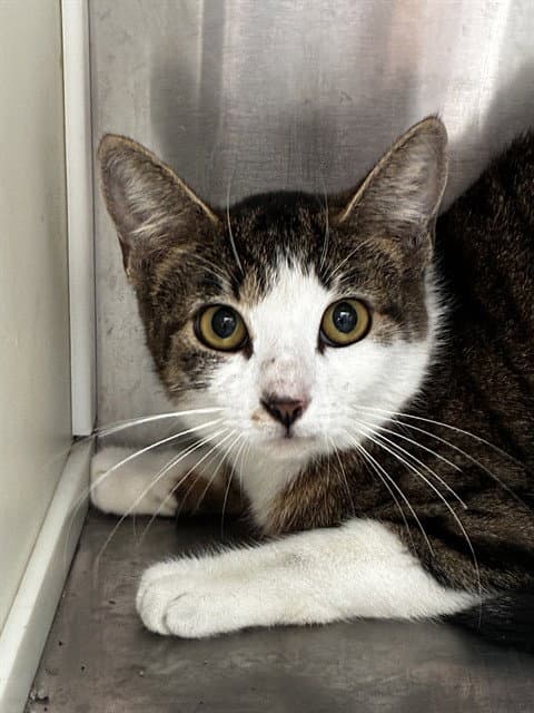 Unknown - Domestic Short Hair