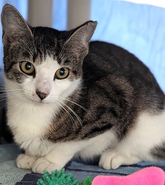 Unknown - Domestic Short Hair