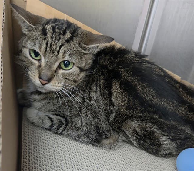 Queso - Domestic Short Hair