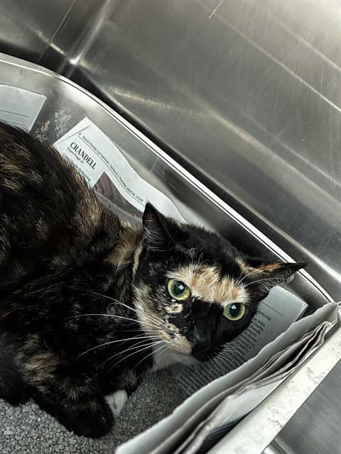 Unknown - Domestic Short Hair