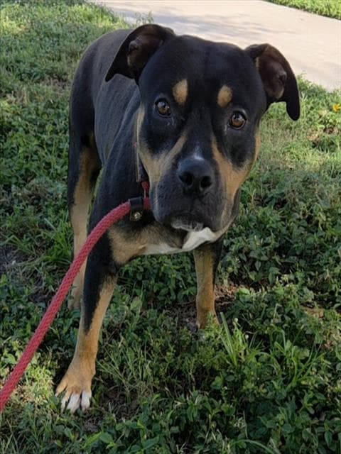 Monty - American Staffordshire Terrier