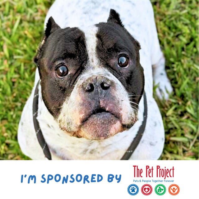 Rocky - English Bulldog
