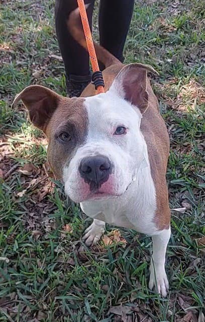 Madison - Pit Bull Terrier