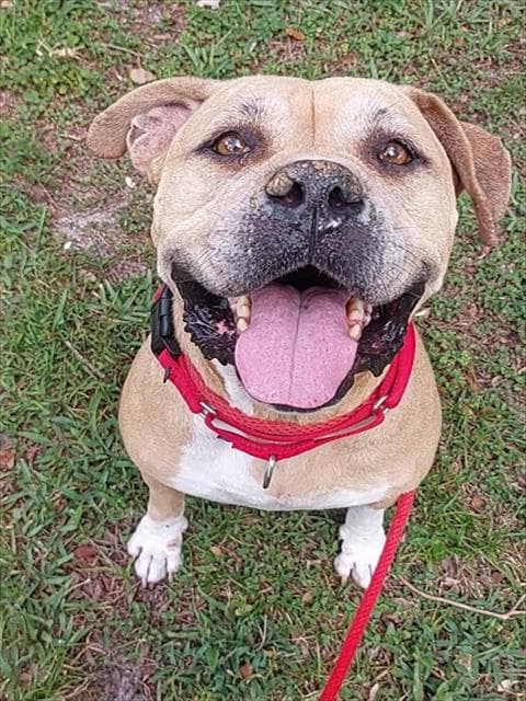 Skylar - American Staffordshire Terrier