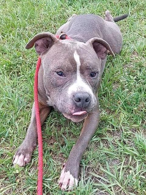 Foggy - American Staffordshire Terrier
