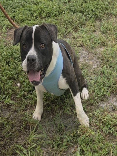 Brandon - American Staffordshire Terrier