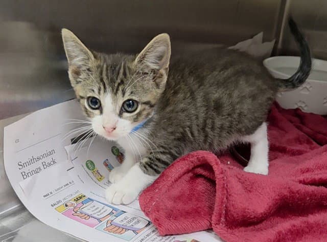 Firework - Domestic Short Hair