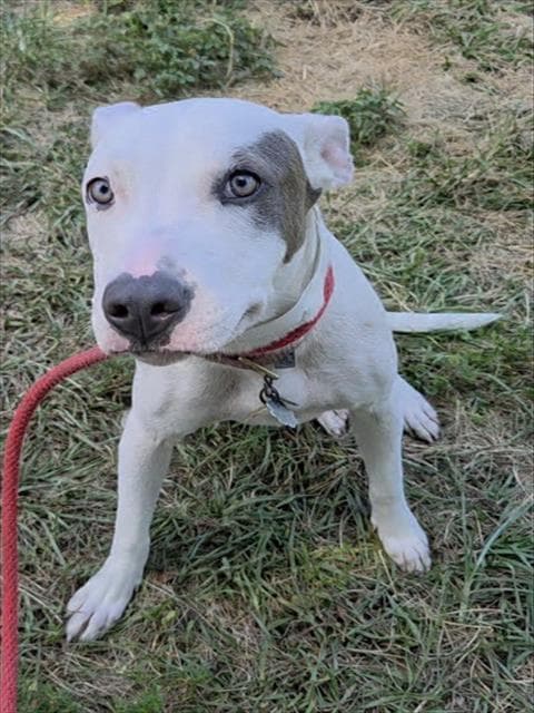 Margo - Bull Terrier