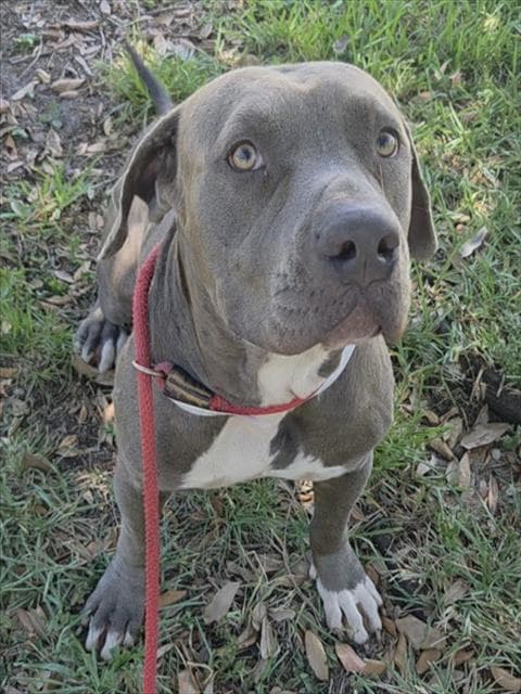 Monkey - American Staffordshire Terrier