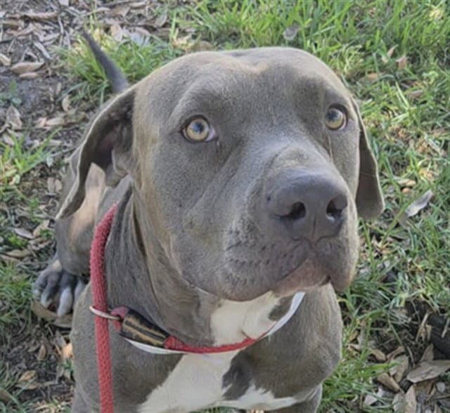 Monkey - American Staffordshire Terrier