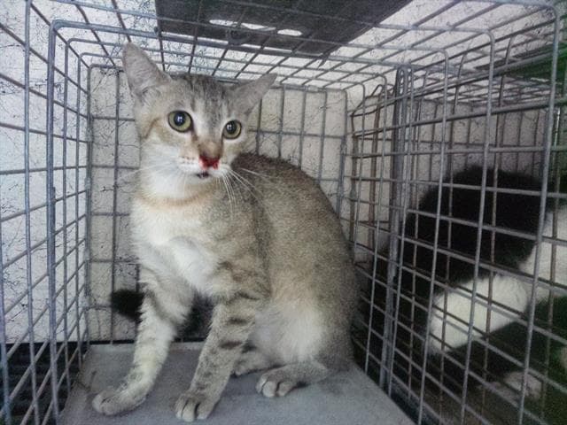 Mariah - Domestic Short Hair