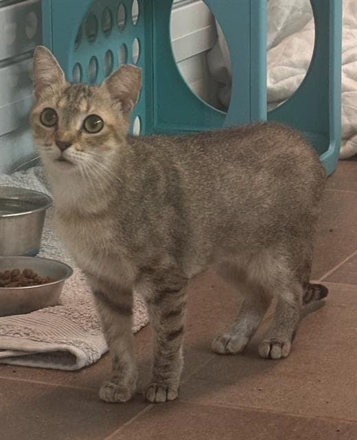 Mariah - Domestic Short Hair