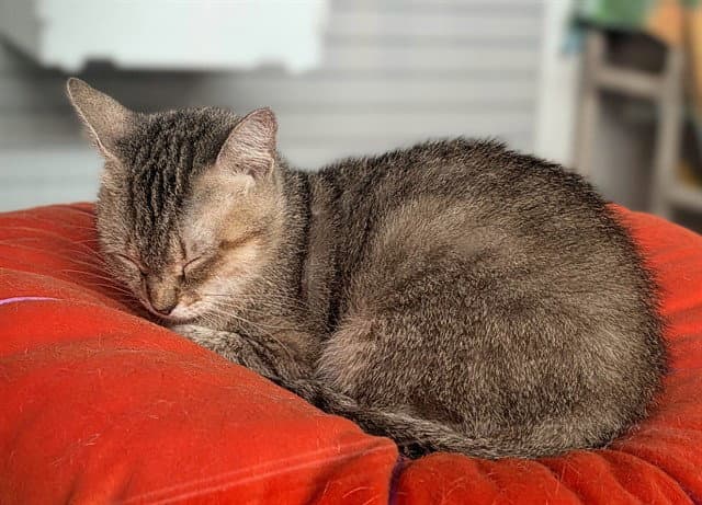 Mariah - Domestic Short Hair