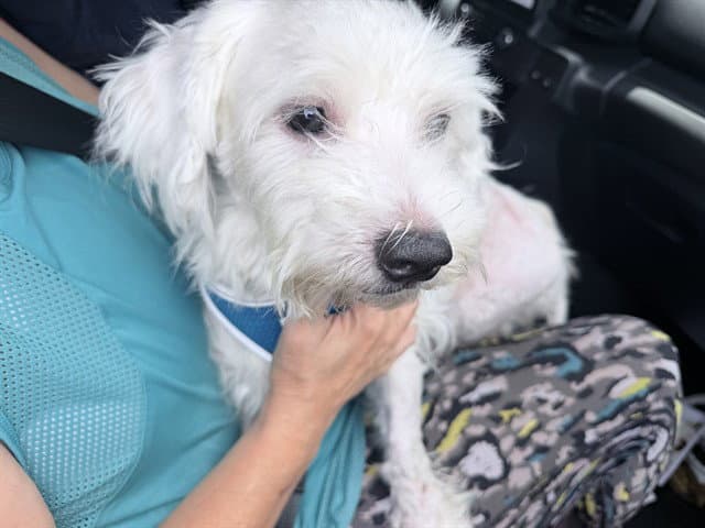 Fonzo - Poodle (Standard)