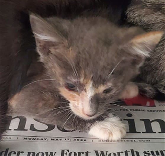 Unknown - Domestic Short Hair