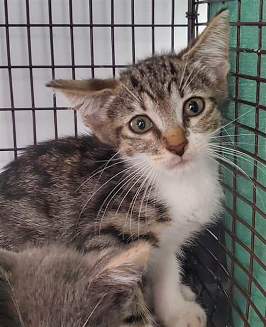 Unknown - Domestic Short Hair