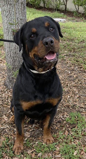 Maximus - Rottweiler