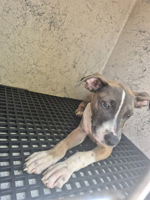 Bently - American Staffordshire Terrier