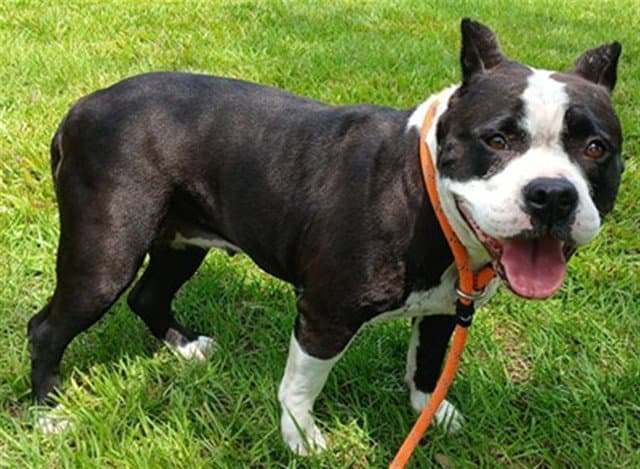 Parker - American Staffordshire Terrier