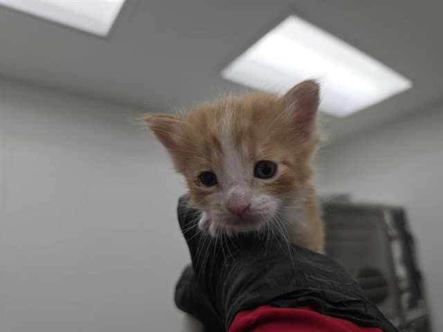 Kenzo - Domestic Short Hair