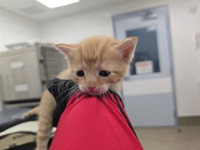 Kelo - Domestic Short Hair