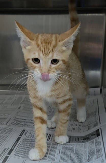 Kelo - Domestic Short Hair